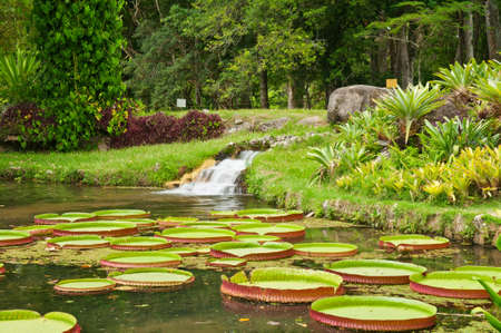 Botanical garden in Rio de Janeiroの写真素材