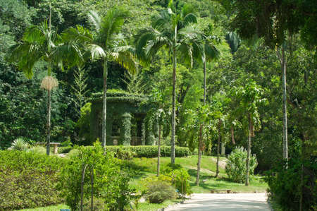 Botanical garden in Rio de Janeiroの写真素材