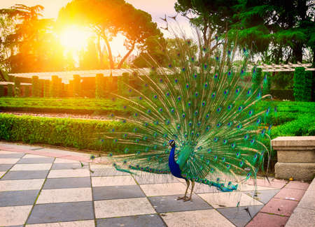 Peacock in The Buen Retiro Park. Retiro Park is one of the largest parks of the city of Madrid, Spainの写真素材