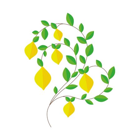 lemon tree branch. yellow lemons. green leavesのイラスト素材