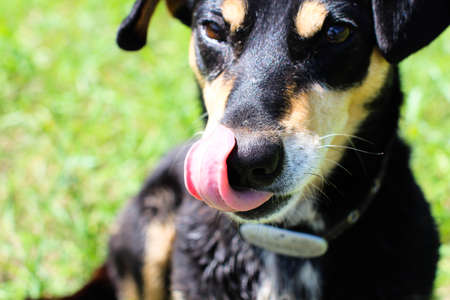 dog eagerly looking for foodの写真素材