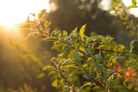 Leaves in the trees in the summer sunの写真素材