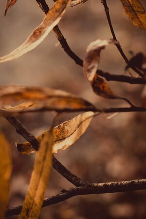 Abstract foliage background, beautiful tree branch in autumnal forest, bright warm sun light, orange dry maple leaves, autumn seasonの写真素材