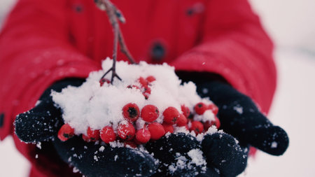 Close-up of a hand with a branch of red mountain ash on the background of a winter forest. Blurred background.の写真素材