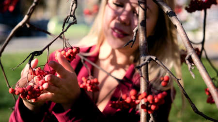 Young beautiful blond woman in the rays of the sun on a background of rowan branches in autumn. Autumn atmosphere and moodの写真素材