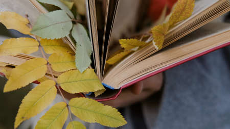 Close-up of a womans hand leafing through the pages of a book. Autumn leaves are nested between the pages of the book. Autumn conceptの写真素材