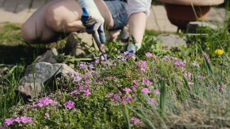 A woman pulls out weeds in a garden bed with her hands. Countryside. Summer weather. Manor.の写真素材