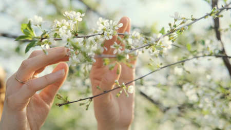 Close-up of a womans hand gently touching a branch with white flowers of a blossoming cherry tree. Bloom concept. Unity with nature. Spring. Beautiful nature background. Spring flowers.の写真素材
