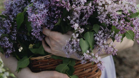 A large basket with garden fresh spring flowers in the hands of a woman. A bouquet of lilacs with a krypny plan.の写真素材