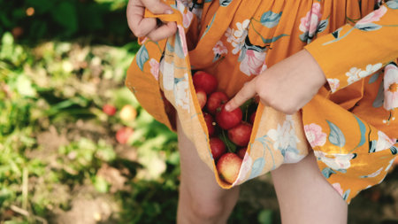 Collection of apples. Mom and little daughter pick apples. A cute girl is waiting for her mother to fill the hem of her dress with apples.の写真素材
