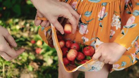 Collection of apples. Mom and little daughter pick apples. A cute girl is waiting for her mother to fill the hem of her dress with apples.の写真素材