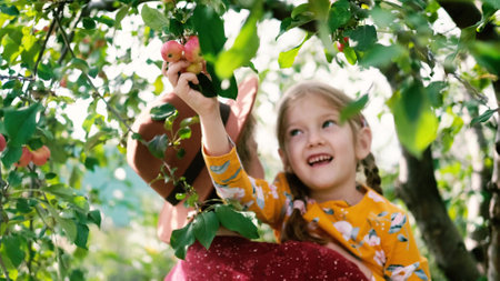 Collection of apples. Mom and little daughter are picking apples in their gardenの写真素材