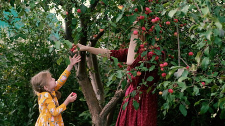 Collection of apples. Mom and little daughter are picking apples in their gardenの写真素材