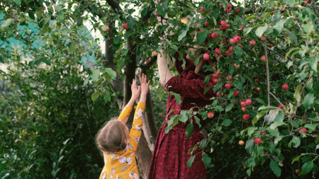 Collection of apples. Mom and little daughter are picking apples in their gardenの写真素材