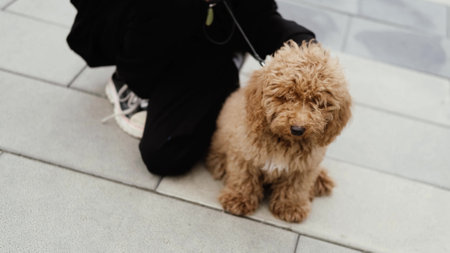 A teenage girl is walking with a cute curly poodle on the street. Pets.