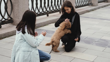 Two little sisters went for a walk with a cute brown curly dog. Children playing with a poodle outdoorsの写真素材