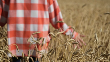 Sunny day during the harvest. A woman in a shirt and jeans walks through a wheat field and touches ripe ears of corn with her hands.の写真素材