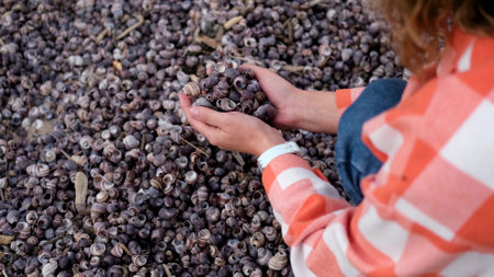 Lots of shells on the river bank. Woman picking up small river shells