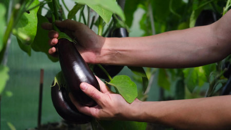 Purple ripe eggplant growing on plant bush on vegetabe bed. Vegetable in gardeners hands.Bright sunny summer dayの写真素材