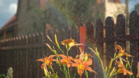 Orange lilies in drops of water after watering in summer in the sunset lightの写真素材