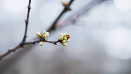 Buds on a tree in spring, blurred backgroundの素材