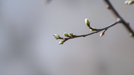 Buds on a tree in spring, blurred backgroundの素材