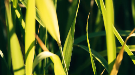 In autumn the grass begins to turn yellow. Close-upの素材