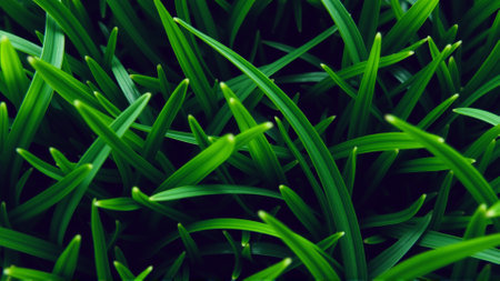 Green juicy grass, Close-upの素材