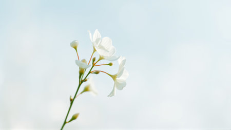 Delicate spring flowers in backlit sunlight, blurred backgroundの素材