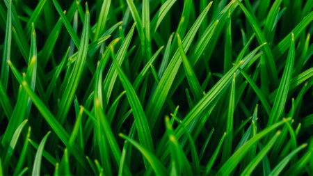 Green juicy grass, Close-upの素材