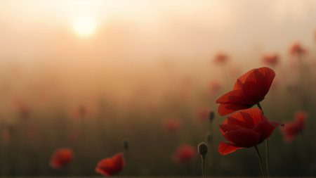 Red poppies growing in the field in summerの素材