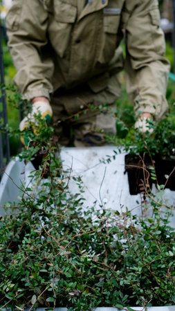 A man works in a garden center, transplanting plants into containers. The man holds containers with...