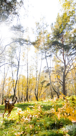 A cute dog frolics during a walk in the autumn forest.の写真素材