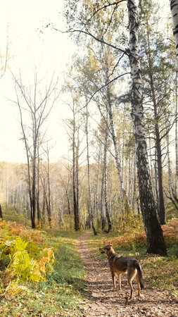 A dog stands on a forest trail during the autumn season.