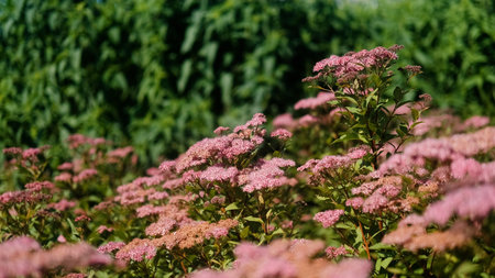 Asclepias syriaca in the light of the summer suns rays at golden hour.