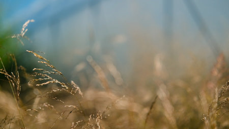Molinia arundinacea in autumn garden. Decorative grasses and cereals in landscape designの写真素材