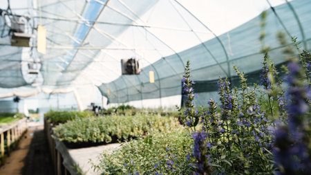 Seedlings of perennial flowers grow in a greenhouse nursery.
