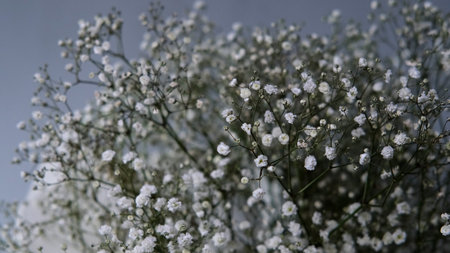 Gypsophila paniculata flowers in a bouquetの写真素材