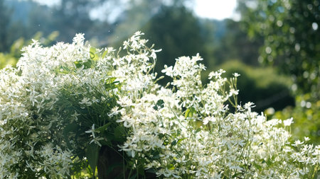 Blooming white clematis in the garden, bathed in the bright summer sun. Clematis, a perennial flowering plant. The beauty of nature.の写真素材