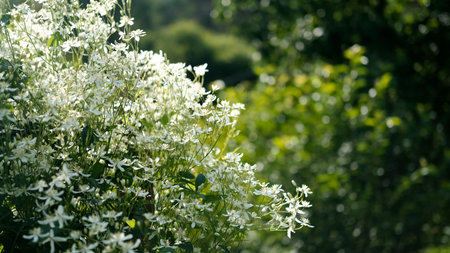 Blooming white clematis in the garden, bathed in the bright summer sun. Clematis, a perennial flowering plant. The beauty of nature.の写真素材