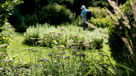 A walk on a sunny day through the Gorno-Altai Botanical Garden.の写真素材