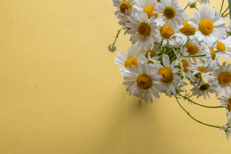 bouquet of daisiesの写真素材