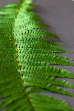 green fern leaf pattern texture