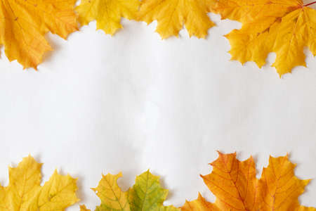 Yellow autumn maple leaves as a flatlay frame