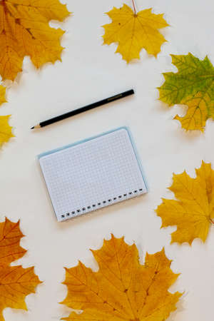 Yellow autumn maple leaves as a flatlay frame