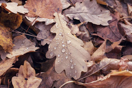 close-up view with water dropsの写真素材