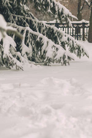snow covered fir treesの写真素材