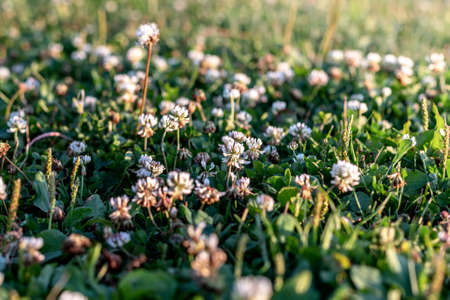 field of wild flowers