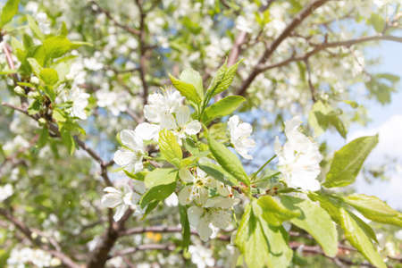 Spring blossom tree background