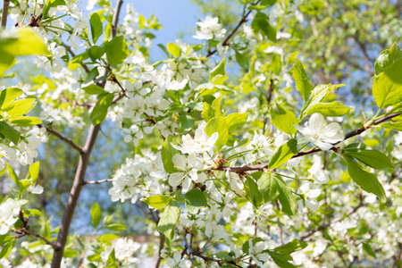 Spring blossom tree background